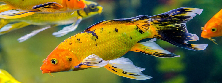 Check₂O Aquarium 6 in 1 Test Strips